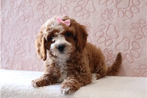Kiara - Cavapoo for sale