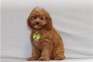 Magnum - Cavapoo for sale