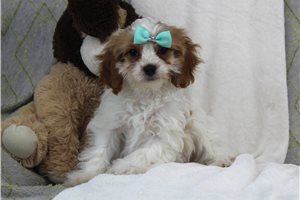 Dulia - puppy for sale
