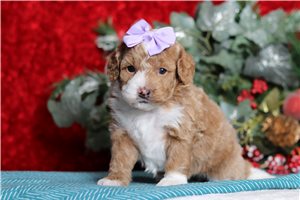 Iris - Cavapoo for sale