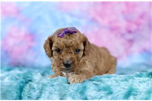 Bloom - Cavapoo for sale