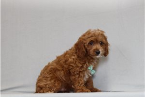 Stark - Cavapoo for sale