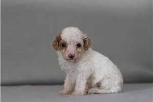 Stetson - Cavapoo for sale