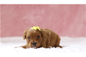 Cara - Cavapoo for sale