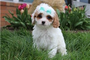 Duchess - puppy for sale