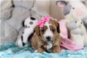 Kiara - Cavapoo for sale