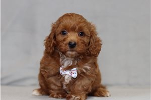 Utopia - Cavapoo for sale