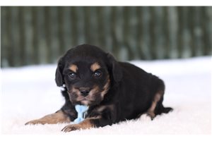 Pierce - Cavapoo for sale