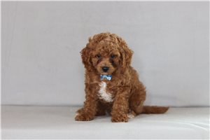 Starsky - Cavapoo for sale
