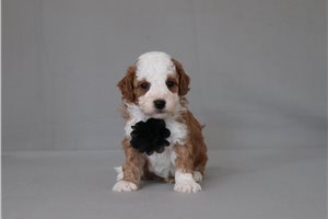 Branson - Cavapoo for sale