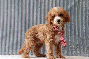 Blaine - Cavapoo for sale