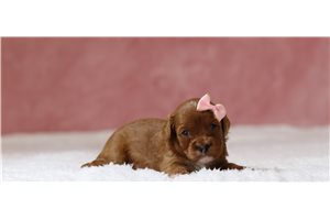 Caiden - Cavapoo, placed in Zanesville / Cambridge