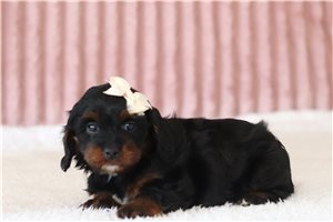 Pippa - Cavapoo for sale