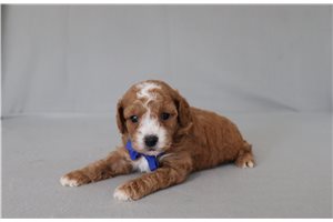Blaine - Cavapoo for sale