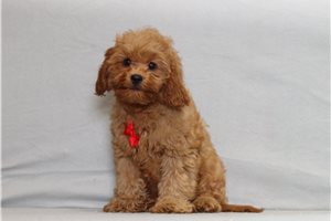 Maguire - Cavapoo for sale