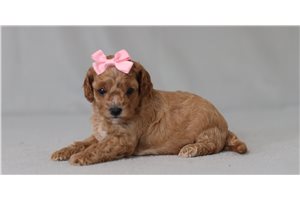 Madeline - Cavapoo for sale