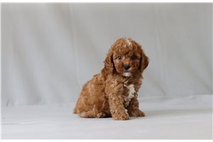 Bodie - Cavapoo for sale