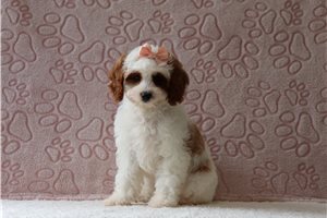 Luna - Cavapoo for sale