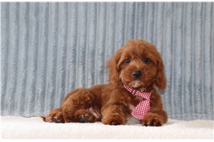 Langston - Cavapoo for sale