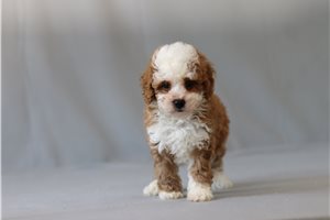 Branson - Cavapoo for sale