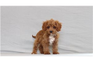 Nelson - Cavapoo for sale