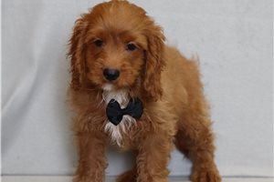 Lane - Cavapoo for sale