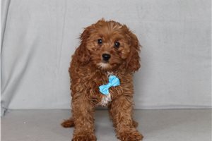 Magnum - Cavapoo for sale