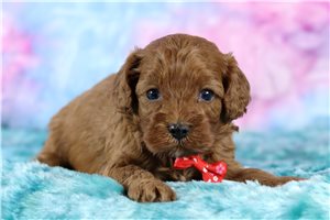 Beckham - Cavapoo for sale