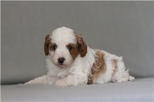 Stella - Cavapoo for sale