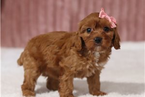 Camilia - Cavapoo for sale