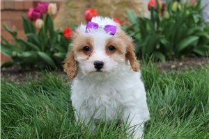 Dottie - puppy for sale