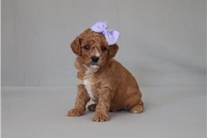 Bunny - Cavapoo for sale