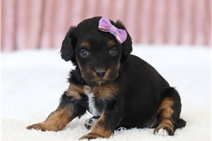 Pinky - Cavapoo for sale