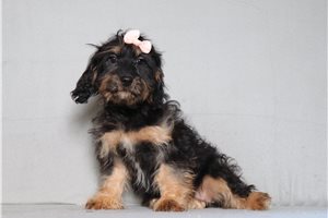 Nonna - Cavapoo for sale