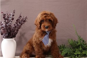 Emmett - Cavapoo for sale