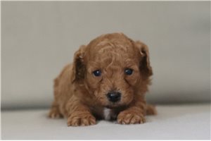 Steph - Cavapoo for sale