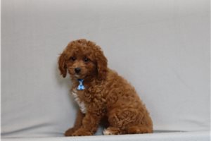 Starsky - Cavapoo for sale