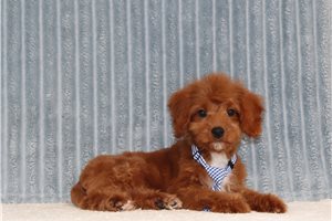 Nelson - Cavapoo for sale