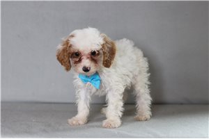Stetson - Cavapoo for sale