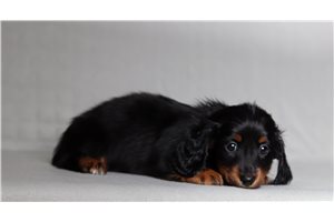 Pippy - Dachshund, Mini for sale