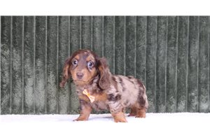 Gerald - Mini Dachshund for sale