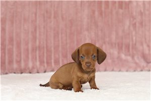 Dora - Dachshund, Mini for sale