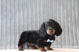 Rick - Dachshund, Mini for sale