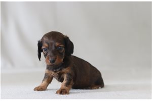 Aston - Dachshund, Mini for sale