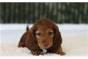 Gibson - Mini Dachshund for sale