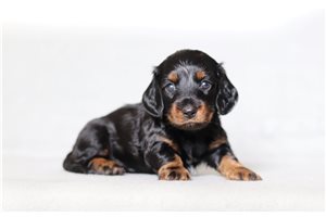 Rona - Dachshund, Mini for sale