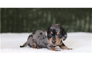 Lyric - Mini Dachshund for sale