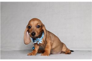 Pepito - Dachshund, Mini for sale