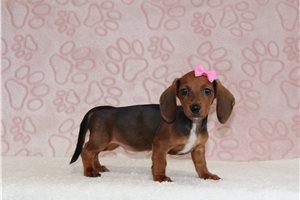 Annabella - Dachshund, Mini for sale
