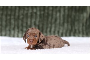 Goldie - Mini Dachshund for sale